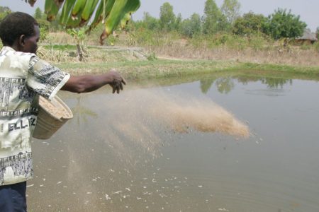 Development Effectiveness, AFIDEP, Farming, Fishing, Fish Farming