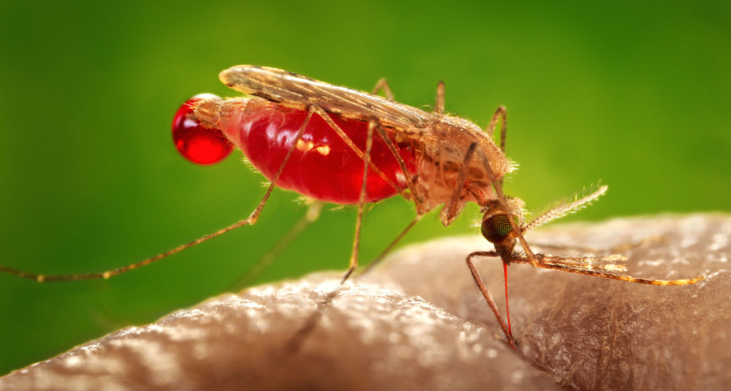 If we don’t act now, vector-borne diseases will get in the way of