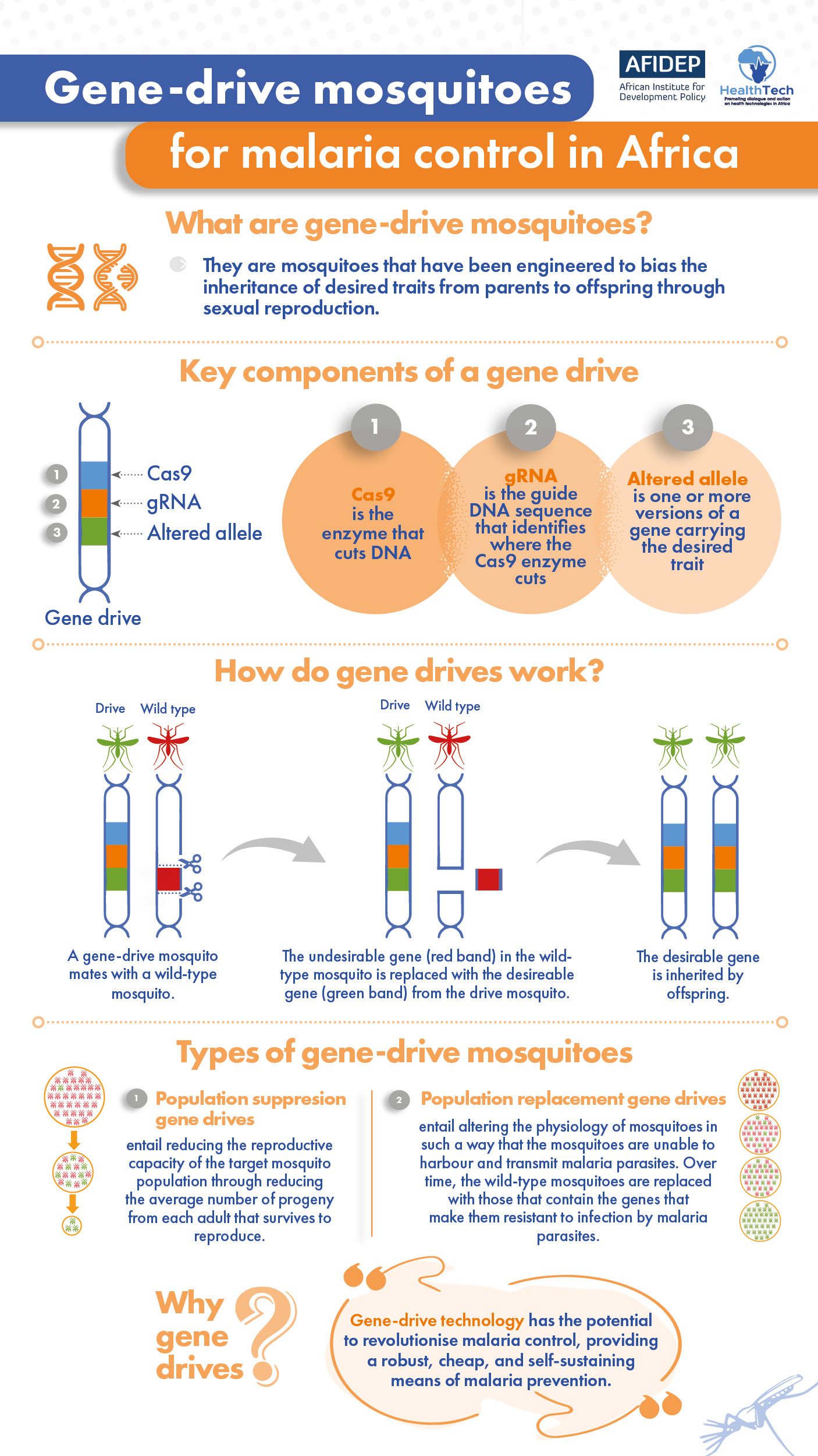 Gene-drive mosquitoes for malaria control in Africa